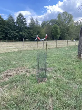 Foto treephoto-k2sf5o36ozz5nq4fydt8u7ex.jpeg