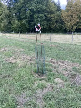 Foto treephoto-uv98j9t1seyi38tvnmz3a9zp.jpeg