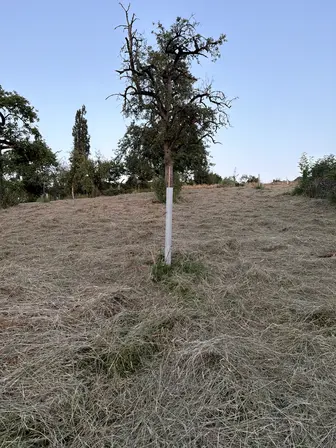 Foto treephoto-x4gusxa2lqob9xfioiwc3s45.jpeg