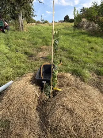 Foto treephoto-zggigd8gqgy64g95qmnqc83i.jpeg