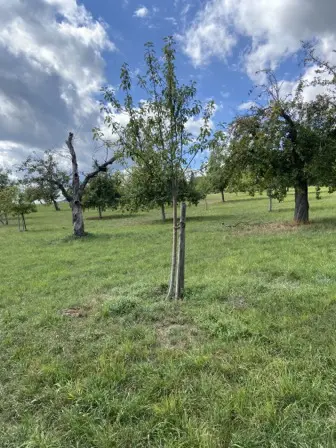 Foto treephoto-qiy9p612a66i3rxx3hwhwz6r.jpeg