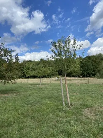 Foto treephoto-rvfra4e1hby7z2ovuotg9yiy.jpeg