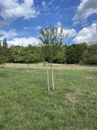 Foto treephoto-z2d8m90vd16643gt010vtbzn.jpeg