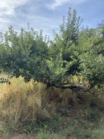 Foto treephoto-bqkoie711nicpl5hzolh7o4m.jpeg