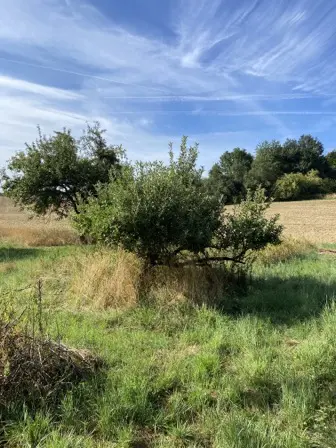 Foto treephoto-l9ogyumcmith3v41kjfmrfl7.jpeg