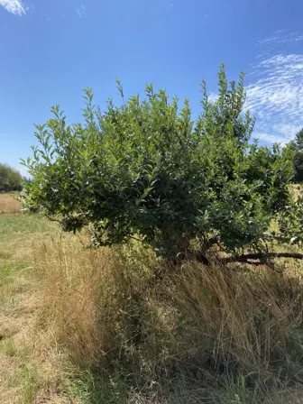 Foto treephoto-o54zjf2u66m7euoyvf6el8v7.jpeg