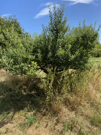 Foto treephoto-s4o1k701m9erxe8nplhh4ay3.jpeg
