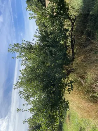 Foto treephoto-yugk56vl1nol5oovknnraqx4.jpeg