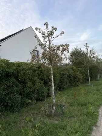 Foto treephoto-jftbv1kc9dcodbi3q2l4ldeb.jpeg