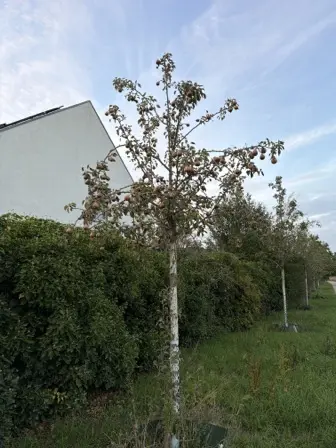 Foto treephoto-uiu7ur1pwmf77va7i8k0wq0u.jpeg