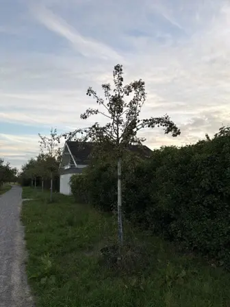 Foto treephoto-uzcpmo44endg4s6rkg5rj5vc.jpeg