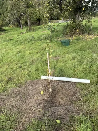 Foto treephoto-e0ovq1nlzoxfq5vjje5ows9j.jpeg