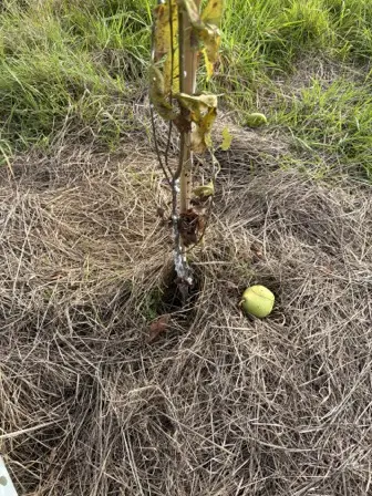Foto treephoto-tq0uxbfq68c6g08npwqk2iq6.jpeg