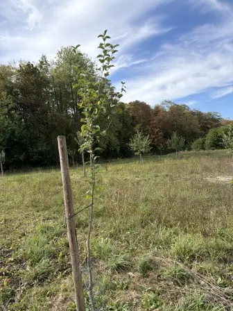 Foto treephoto-almgfe0lul6jnwxfsylv8tts.jpeg