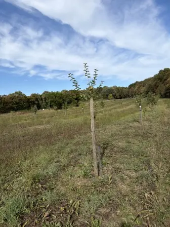 Foto treephoto-oezy2tfve0taqzt6wmg3o230.jpeg