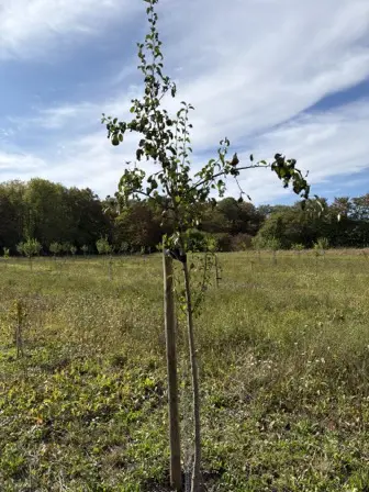 Foto treephoto-ggvm1dzqew4li1ibutkblr13.jpeg