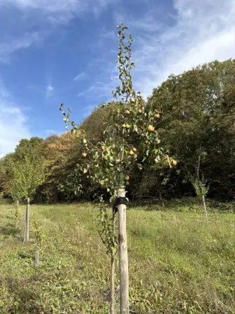 Foto treephoto-li29uuskbx8gyuqbox95bbnm.jpeg