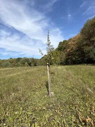 Foto treephoto-xjj5slh1ydwqhxu2qhcakkjn.jpeg