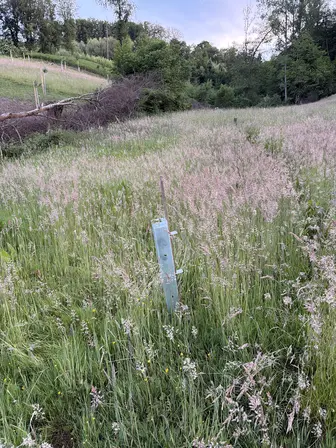 Foto treephoto-q4b8g2wczqgfmf2hx3g0gwdh.jpeg