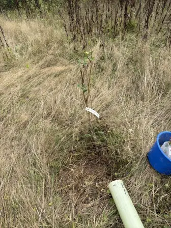 Foto treephoto-rrn4k6c1jrjy0qt3i7cicskz.jpeg