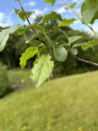 Foto treephoto-czdgnwh6y8b8wrw3tdztc2jj.jpeg