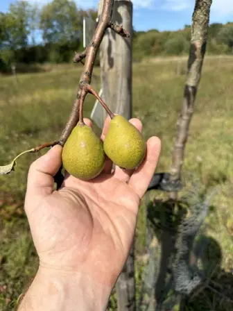 Foto treephoto-adtbxlcbc1pzqdvt909ul91v.jpeg