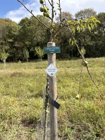 Foto treephoto-ulaohyld4m5z2vvs7ldj5oxo.jpeg