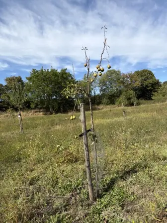 Foto treephoto-x02yk7uqnw7dtqj5mmrg6ttj.jpeg