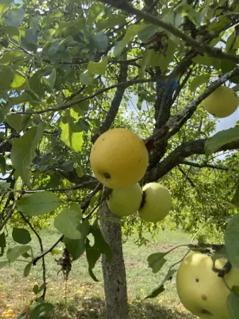 Foto treephoto-oxqlsfzhy66oemnhu5er8bvt.jpeg