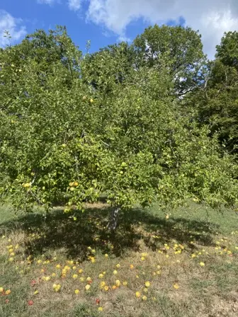 Foto treephoto-p1mx7mregsakowvp8xa64gvj.jpeg