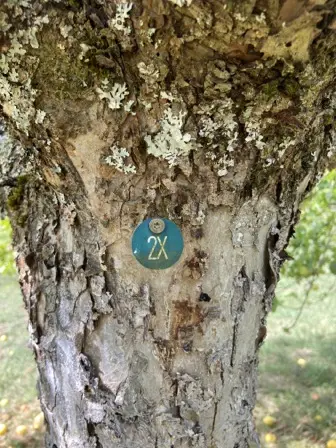 Foto treephoto-toqq5ql7gz5bfbigceg81wfc.jpeg