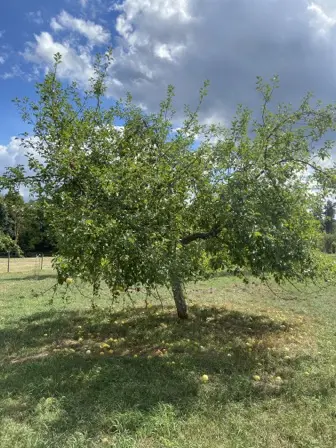 Foto treephoto-uwbxi27nr9e8pe5zagxylnid.jpeg