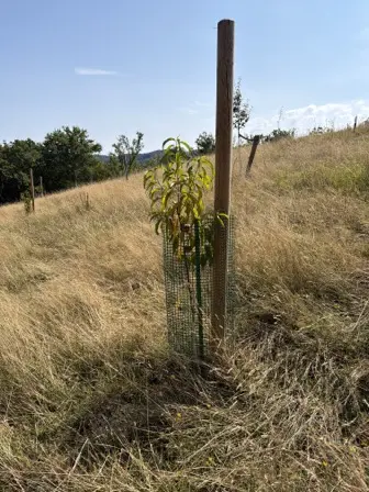 Foto treephoto-b7plod2no3gs4x1g3urdpwwg.jpeg