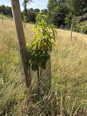 Foto treephoto-p5nimmy6dxvmhowt93mr2gw1.jpeg