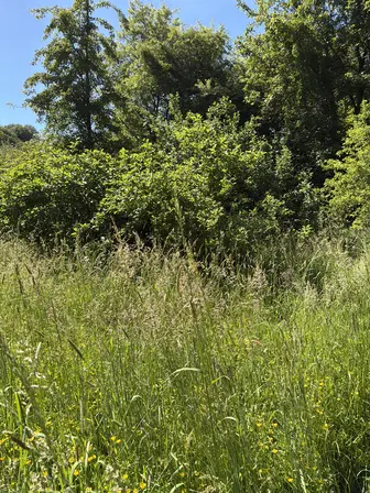 Foto treephoto-axytvl2q6y925o8xkjlqyxwk.jpeg