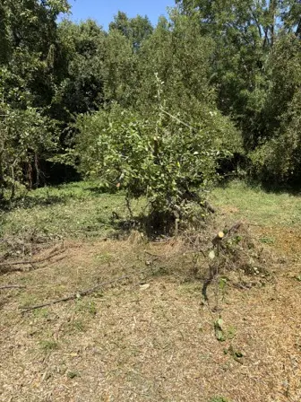 Foto treephoto-b580hzja740zmf1r07qw4wns.jpeg
