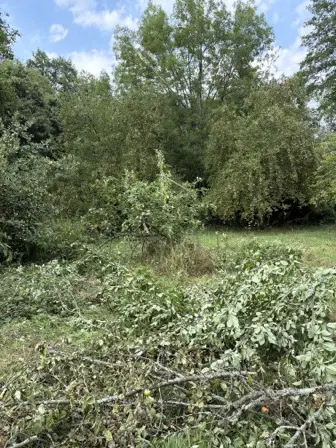 Foto treephoto-d0vkru6woiu4q4abxf7me5g8.jpeg