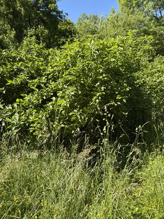 Foto treephoto-dlwspj0gxi0ewv4fzhsui0qc.jpeg