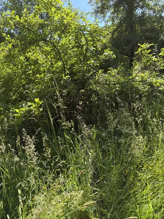 Foto treephoto-k6081hd5n218zkpqygok8sgo.jpeg