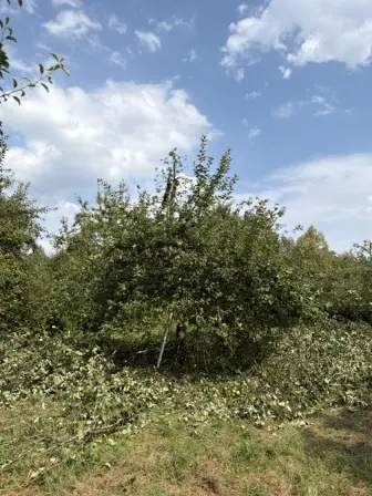 Foto treephoto-m4ladtne39xiyskvt5l1ej5h.jpeg