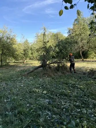 Foto treephoto-r0d385i4vsg7347rvpbbz4ye.jpeg