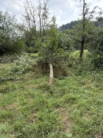 Foto treephoto-ryowbsyeo1g0qw5wbr0b8cy9.jpeg