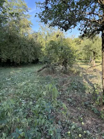 Foto treephoto-s2q7us5rpw96ik8yirhmat78.jpeg