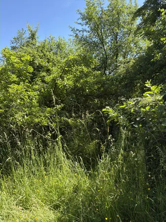 Foto treephoto-uf24vjckrkpd4gn3jkaifikv.jpeg
