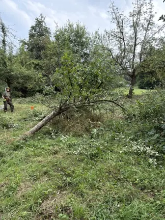 Foto treephoto-yhiuv84q1ioch0iweg3didze.jpeg