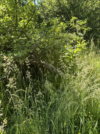 Foto treephoto-z02qxod3hirjgjuyh9121lx3.jpeg