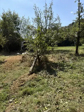 Foto treephoto-zt801w6un9s7e205yelsuj68.jpeg