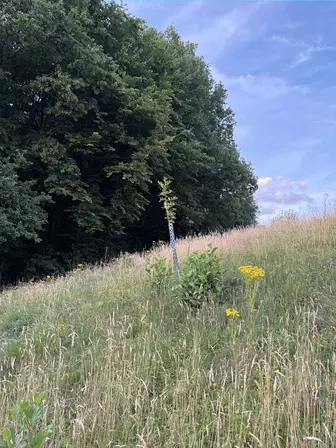 Foto treephoto-ge7rzvaw2878ql0hy11lsz58.jpeg