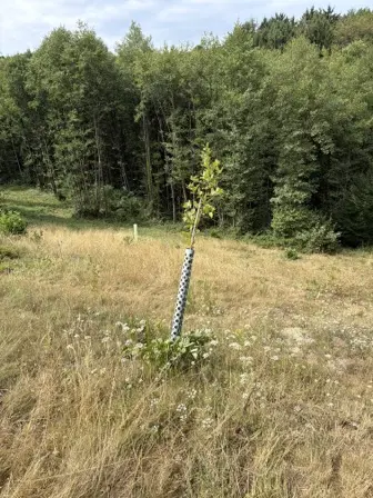 Foto treephoto-j2u5t1eaja2gq49jqsqb5tkt.jpeg
