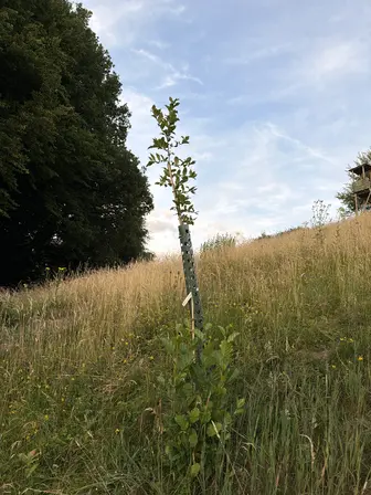 Foto treephoto-r0mdyvpdr2m7k3mwdoys55vz.jpeg